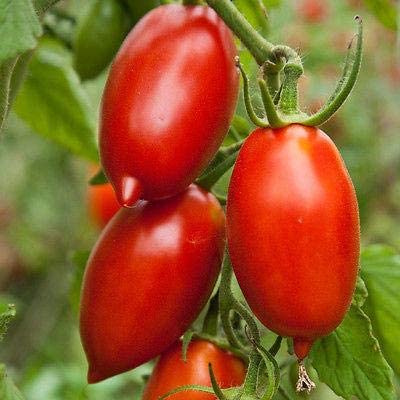 ¿Cuál es el tomate más sabroso?