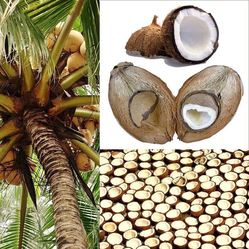 ¿Cuáles son los productos derivados del coco?