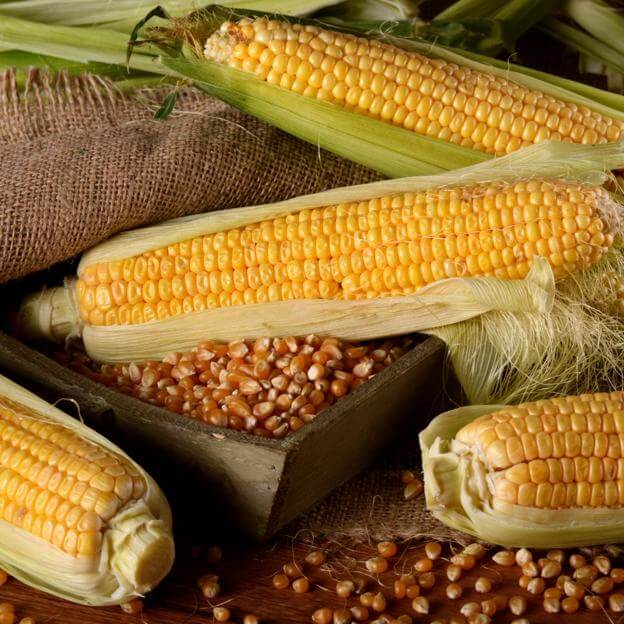 ¿Qué beneficios tiene el maíz?