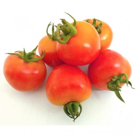 ¿Qué es el tomate de colgar?