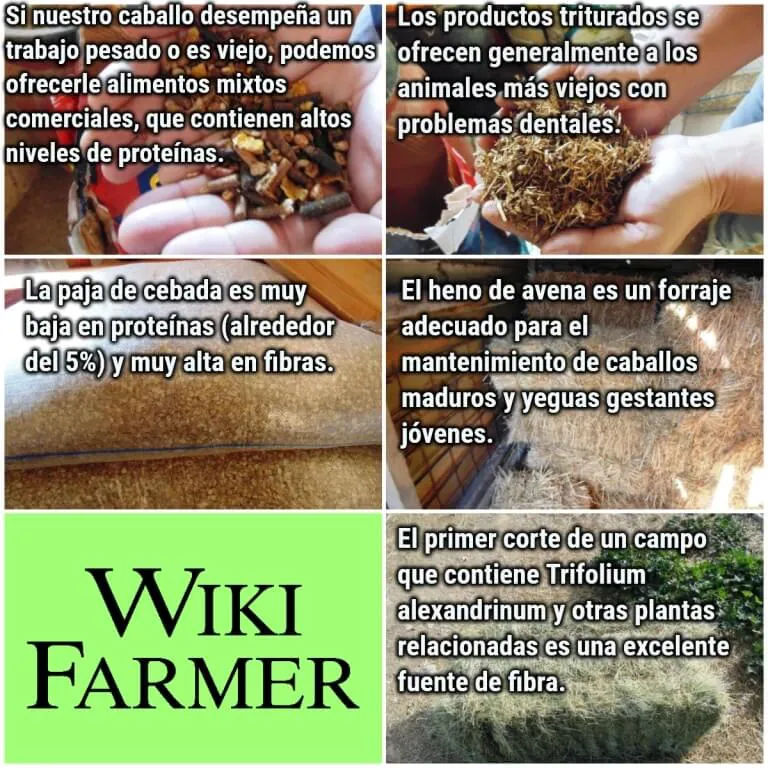 ¿Qué tipo de alimento son las verduras?