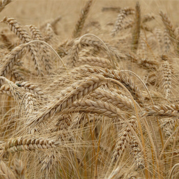 ¿Cómo se consume el trigo?