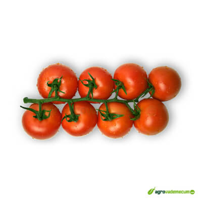 ¿Cuál es el mejor tomate de España?