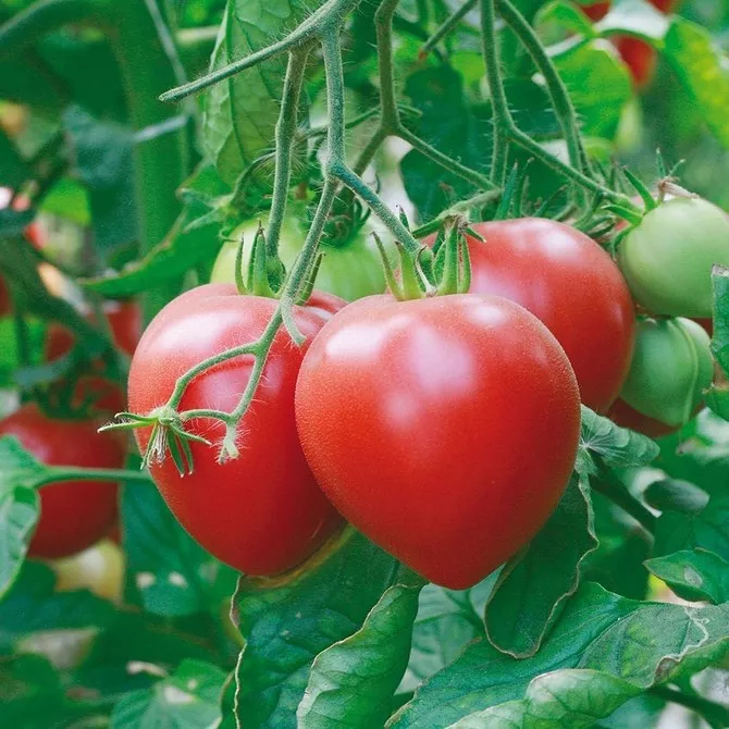 ¿Cuál es la mejor variedad de tomate para ensalada?