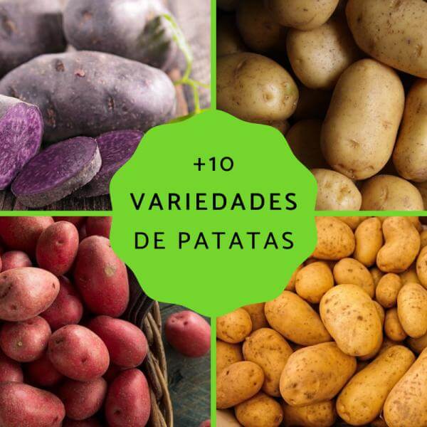 ¿Cuántos tipos de patatas hay en España?