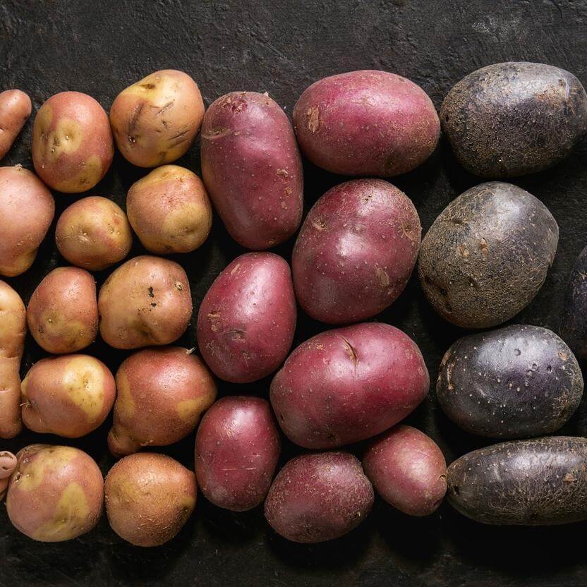 ¿Qué diferencia hay entre patata roja y blanca?
