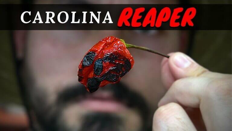 Carolina reaper scoville